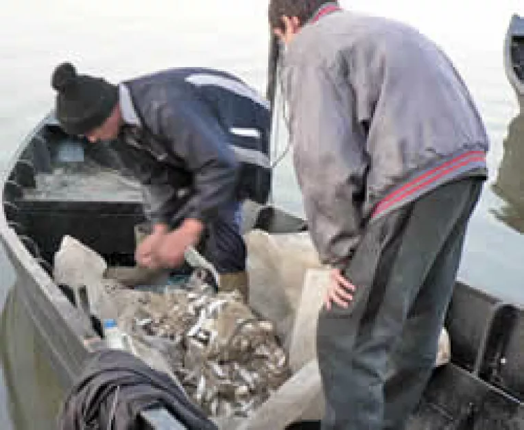 Romania a inregistrat o pierdere de 5 milioane de tone de peste