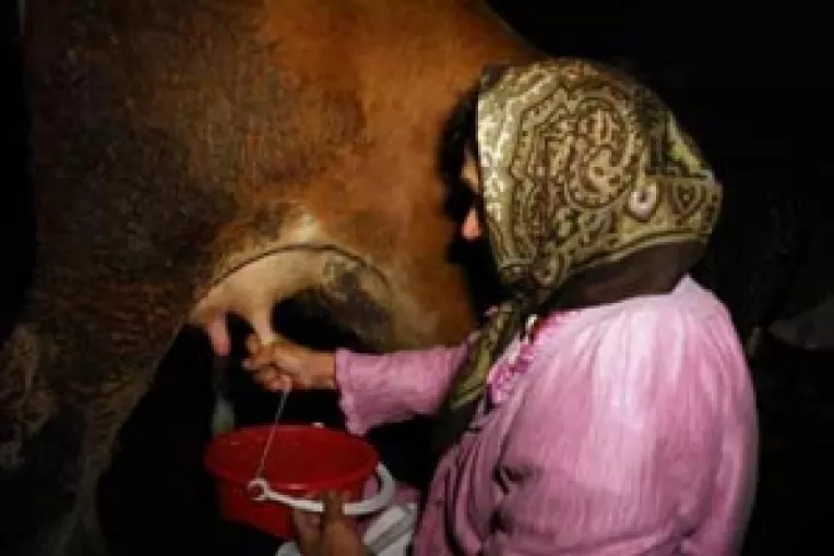 Romania cere derogare pentru procesarea laptelui neconform