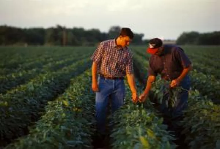 Romania, poarta de intrare in Europa a organismelor modificate genetic. Inspectorii ataca OMG cu ochiometrul