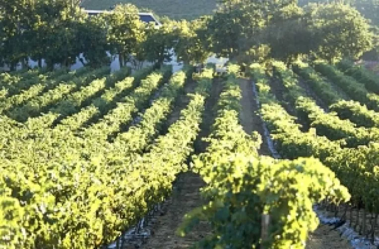 Romanii vor avea mai mult vin pe masa