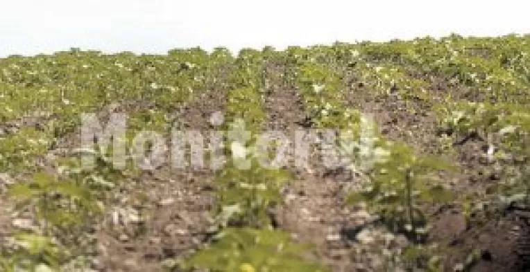 Seceta pune pe chituci agricultura