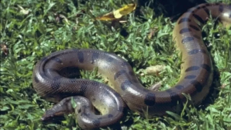 Serpii devin agresivi in perioade caniculare