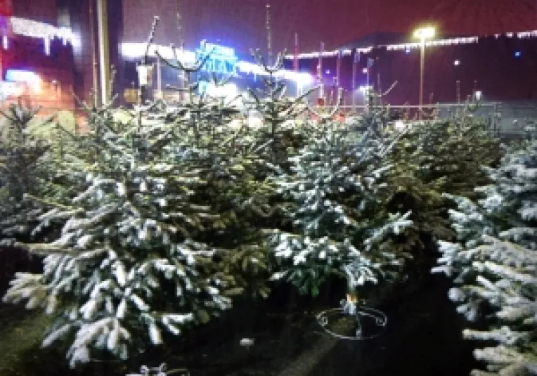 Silva Group Romania a deschis peste 30.000 mp de expozitii de brazi naturali de Craciun