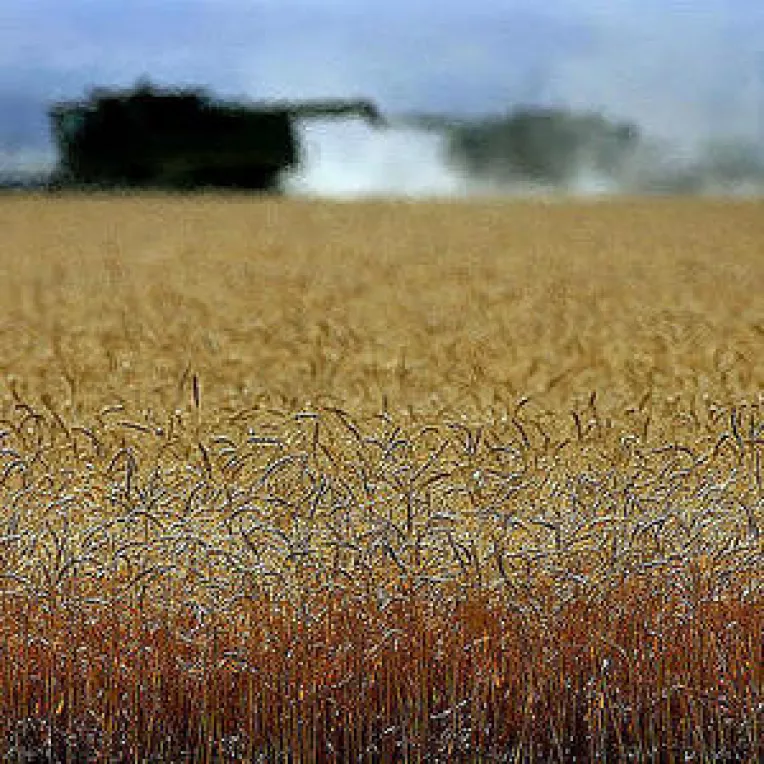 Speculatorii genereaza criza pretului graului