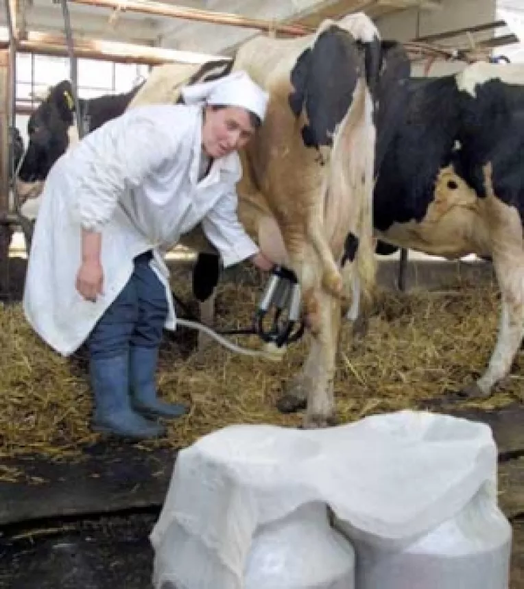 Subventia pentru bovine, pe  baza unei adeverinte de la medicul veterinar