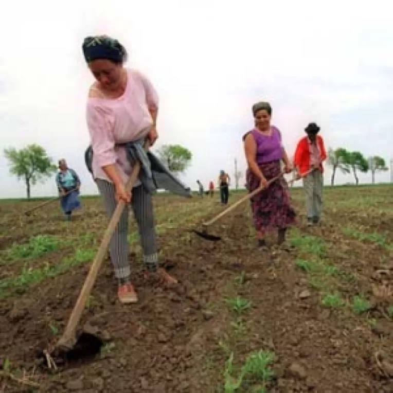 Subventii guvernamentale pentru lucrarile agricole de toamna 
