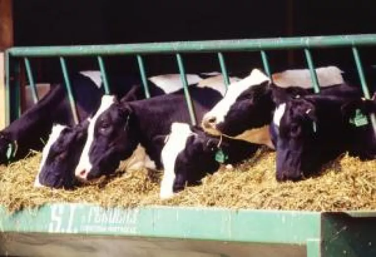 Subventiile in zootehnie, in linie dreapta