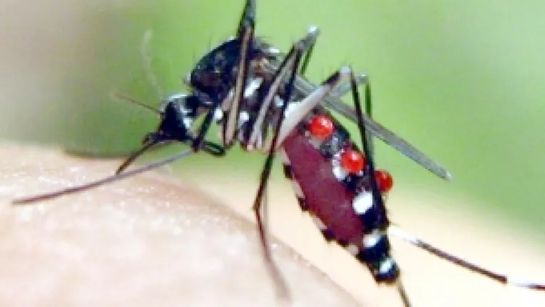 "Tantarul-tigru" poate transmite 20 de boli