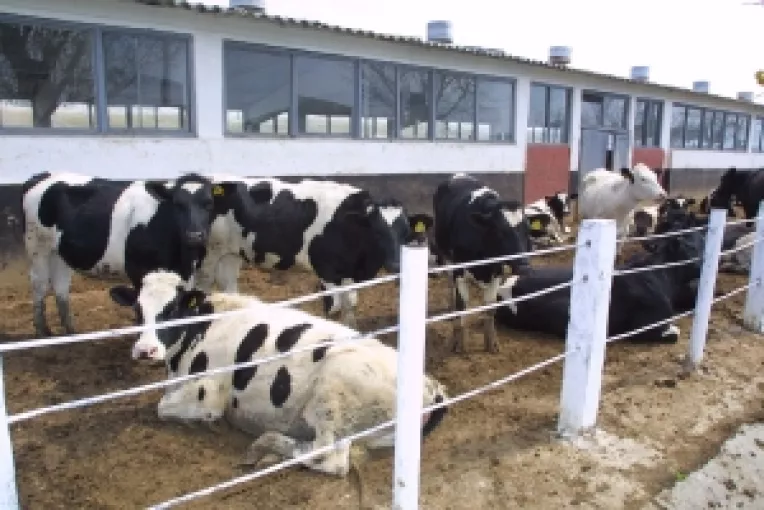 Transportul de animale, doar cu "formular de miscare" eliberat de medicul veterinar