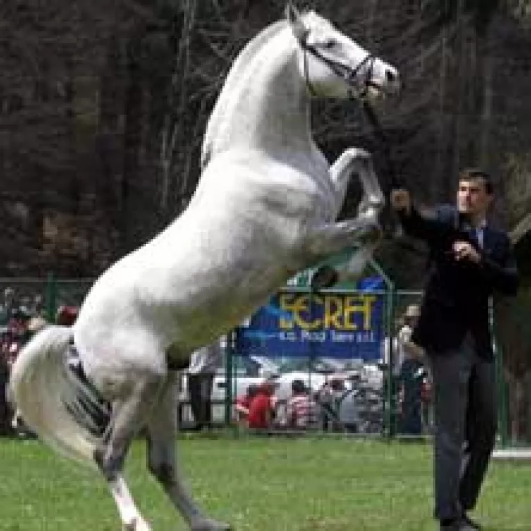 Turismul ecvestru, o oferta tot mai solicitata