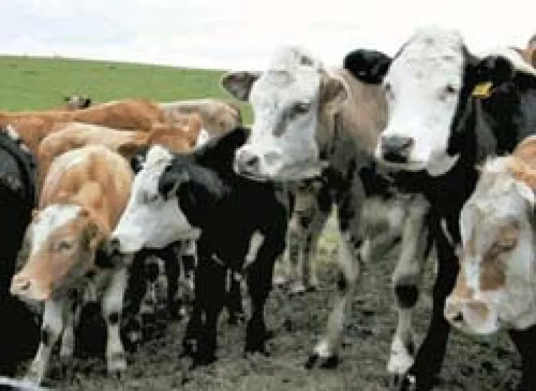 Ultima zi pentru solicitarea bonurilor valorice destinate producatorilor agricoli