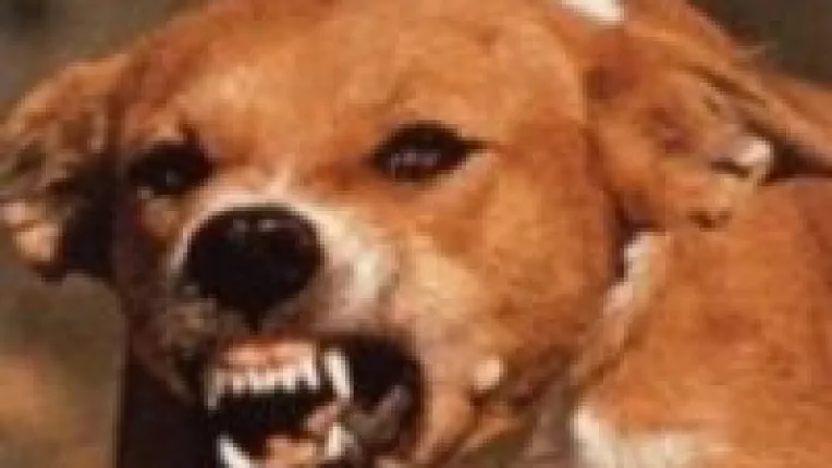 Un alt copil muscat de caine, in comuna Potlogi