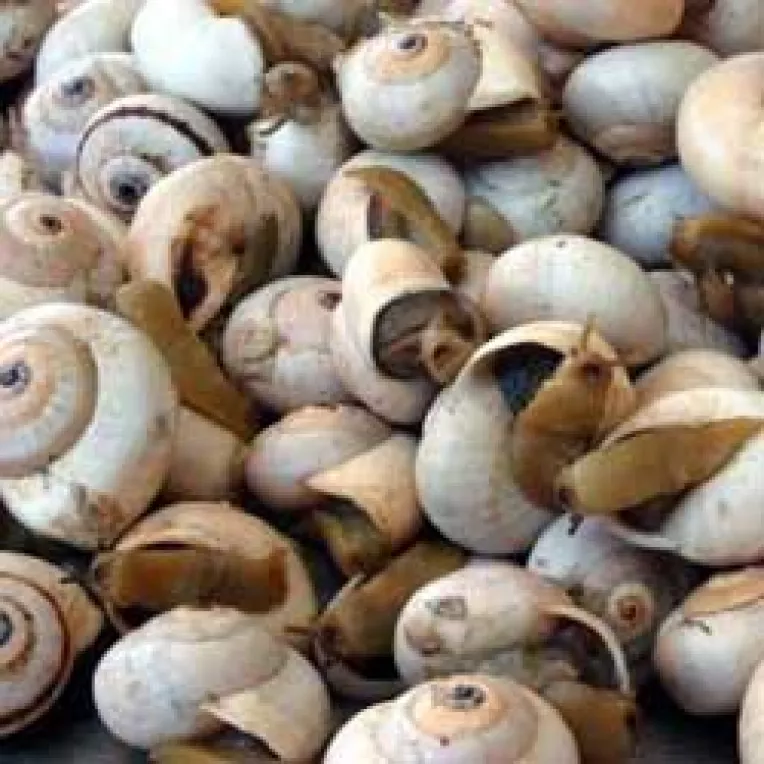 Un kilogram de melci este cotat la bursa cu 5 euro