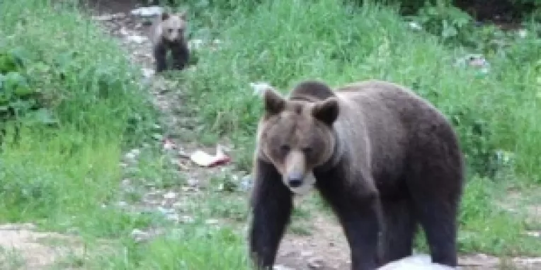 Ursii din Romania, subiect de reportaj la BBC News