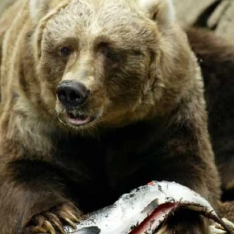 Ursul de aur e romanesc