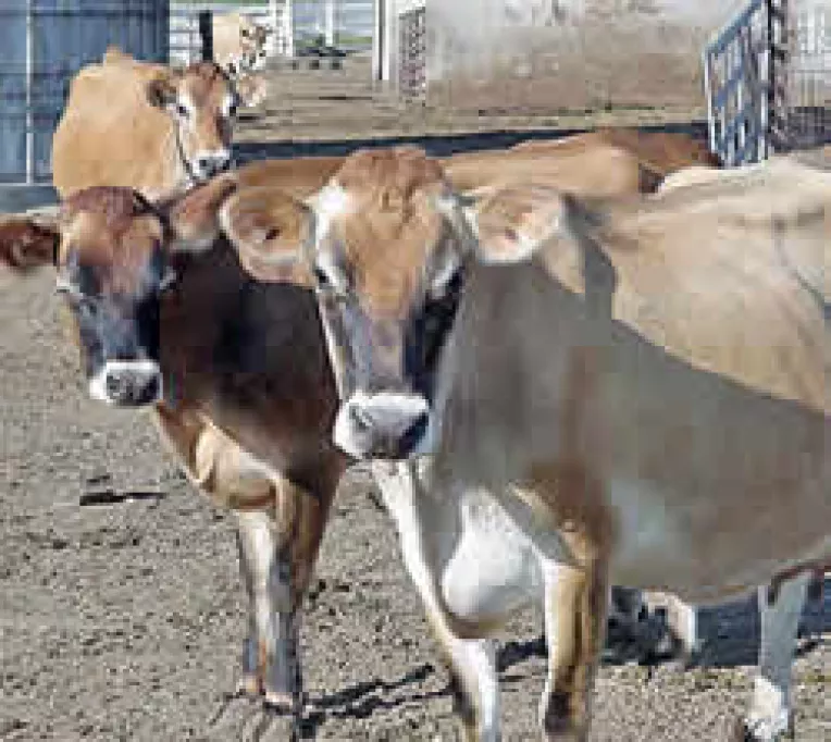 Vacile au ramas nemulse la Constanta