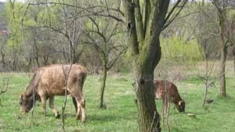 Vacile cu cercei primesc pasaport pentru Europa